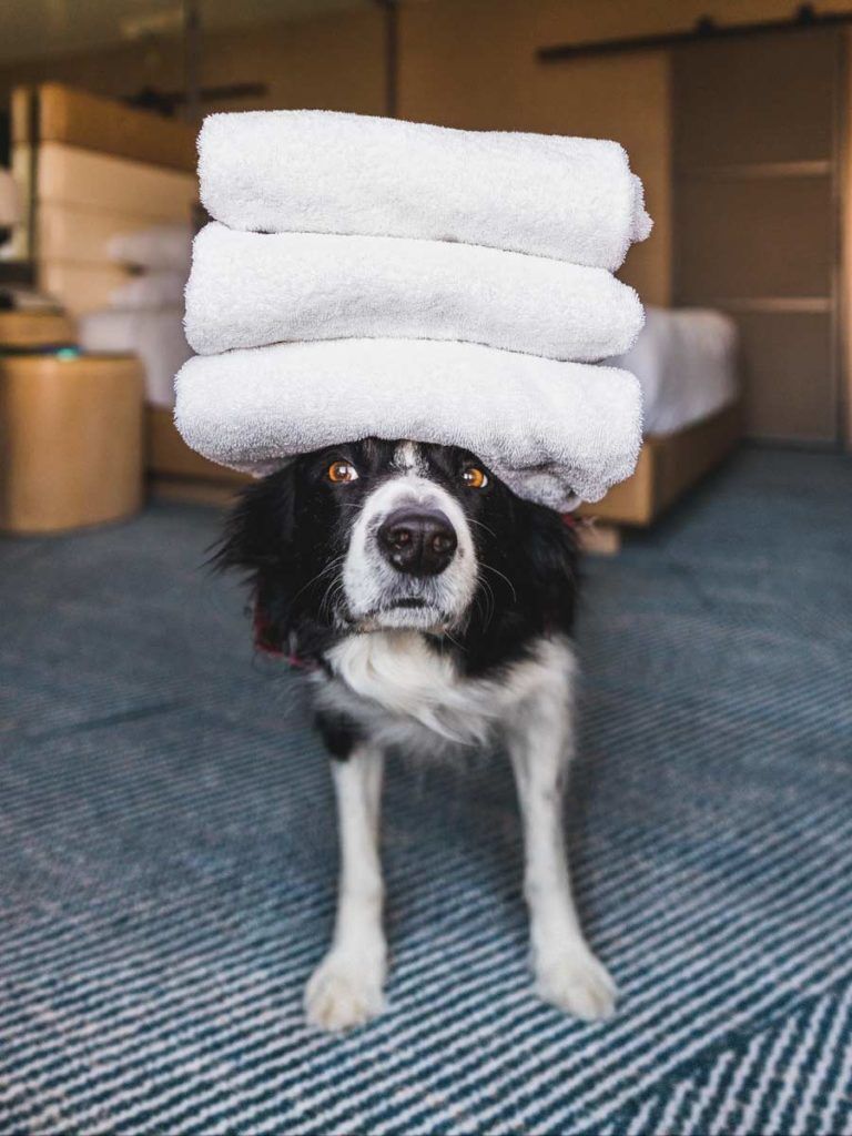 Dog Friendly Hotels in San Francisco, Package